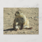 Prairie Dog Briefkaart (Voorkant)