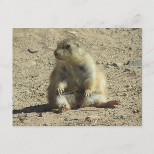 Prairie Dog Briefkaart (Voorkant)