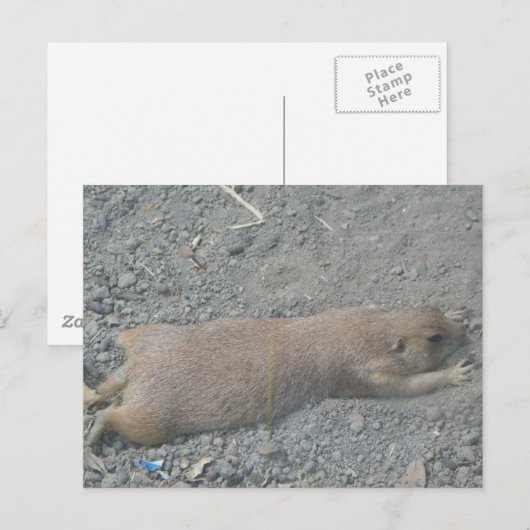 Prairie Dog Briefkaart (Voorkant / Achterkant)