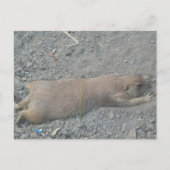 Prairie Dog Briefkaart (Voorkant)