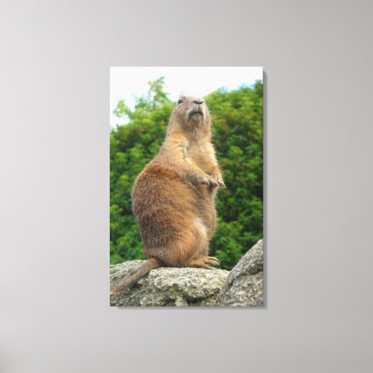 Prairie Dog Canvas Afdruk (Voorkant)