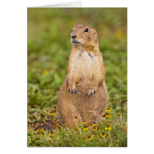 Prairie Dog Cynomys, met zwarte staart