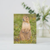 Prairie Dog Cynomys, met zwarte staart Briefkaart (Staand voorkant)