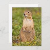 Prairie Dog Cynomys, met zwarte staart Briefkaart (Voorkant / Achterkant)