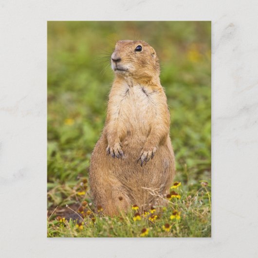 Prairie Dog Cynomys, met zwarte staart Briefkaart (Voorkant)