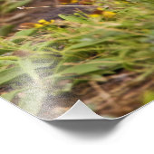 Prairie Dog Cynomys, met zwarte staart Foto Afdruk (Hoek)