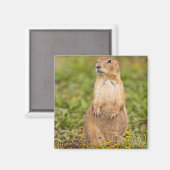 Prairie Dog Cynomys, met zwarte staart Magneet (Voorkant / Achterkant)
