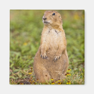 Prairie Dog Cynomys, met zwarte staart Magneet
