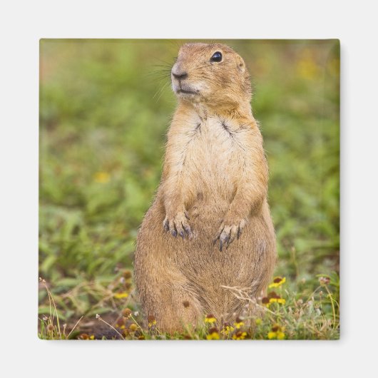 Prairie Dog Cynomys, met zwarte staart Magneet (Voorkant)
