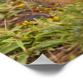 Prairie Dog Cynomys, met zwarte staart Poster (Hoek)