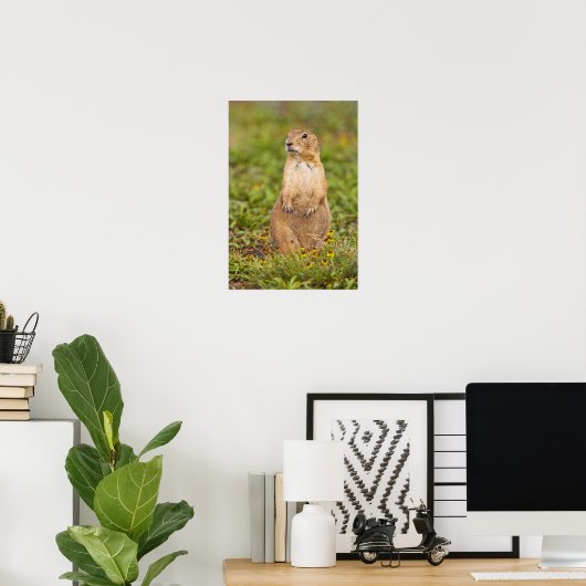Prairie Dog Cynomys, met zwarte staart Poster (Thuiskantoor)