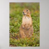 Prairie Dog Cynomys, met zwarte staart Poster (Voorkant)