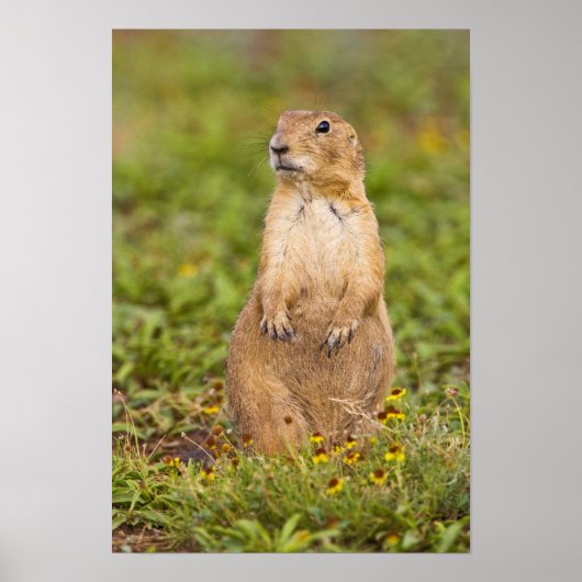 Prairie Dog Cynomys, met zwarte staart Poster (Voorkant)