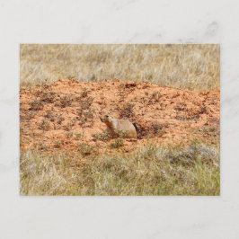 Prairie Dog, Devil's Tower National Monument (WY) Briefkaart