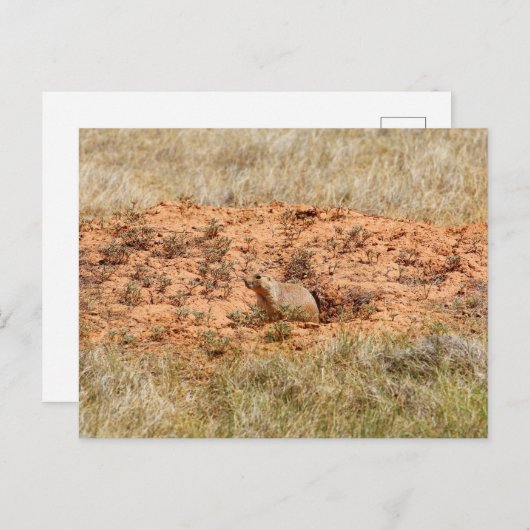 Prairie Dog, Devil's Tower National Monument (WY) Briefkaart (Voorkant / Achterkant)