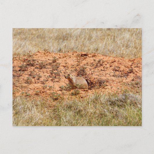 Prairie Dog, Devil's Tower National Monument (WY) Briefkaart (Voorkant)