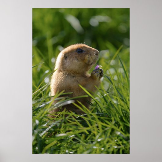 Prairie Dog en de Paarse Bloom Poster (Voorkant)