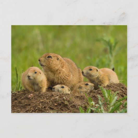 Prairie Dog Family on Den Briefkaart (Voorkant)