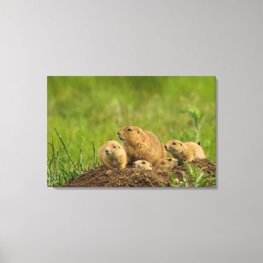 Prairie Dog Family on Den Canvas Afdruk (Voorkant)