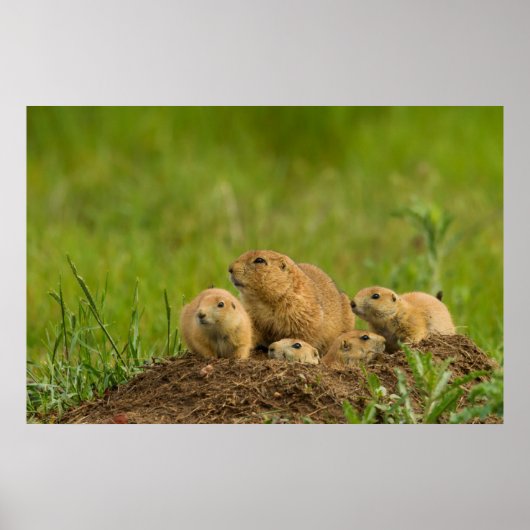 Prairie Dog Family on Den Poster (Voorkant)
