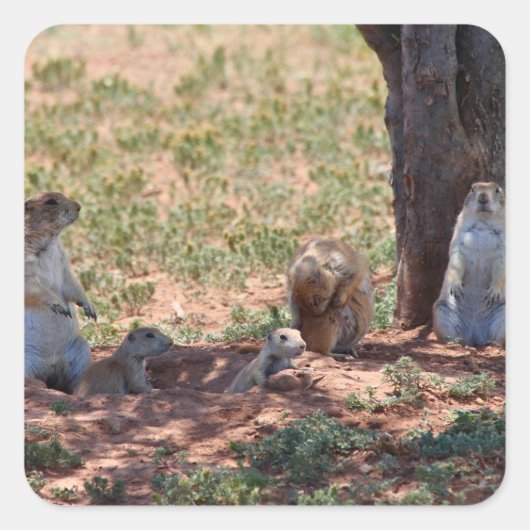 Prairie Dog Family Vierkante Sticker (Voorkant)