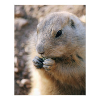 Prairie Dog Foto Afdruk