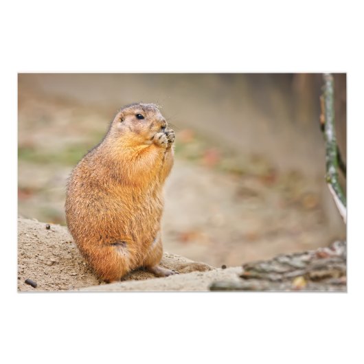 Prairie dog foto afdruk (Voorkant)
