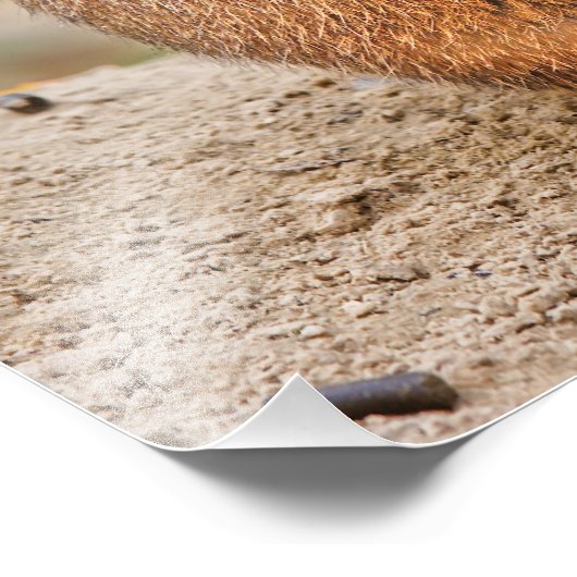 Prairie dog foto afdruk (Hoek)