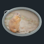 Prairie dog gesp<br><div class="desc">Prairie dog. This cute creature is just to nice and seems to be flattered as I took this image. I just let him alone as he is enjoying his breakfast. Wiki: Prairie dogs (genus Cynomys) are burrowing rodents native to the grasslands of North America. Prairie dogs are named for their...</div>