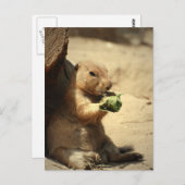 Prairie Dog Hanging Out Briefkaart (Voorkant / Achterkant)