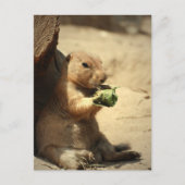 Prairie Dog Hanging Out Briefkaart (Voorkant)