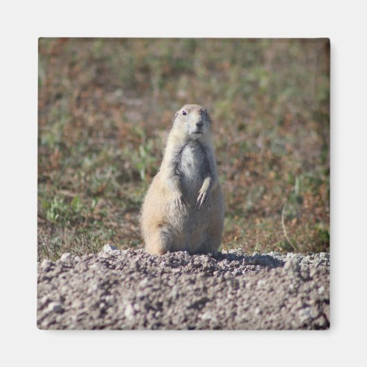 Prairie Dog in Badlands National Park, Interior SD Magneet (Voorkant)