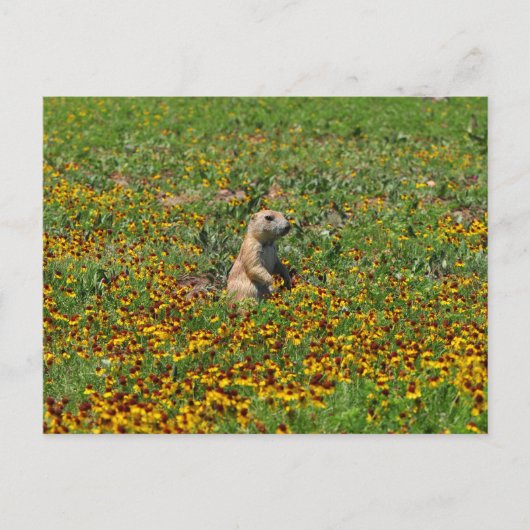 Prairie Dog in Flowers Briefkaart (Voorkant)