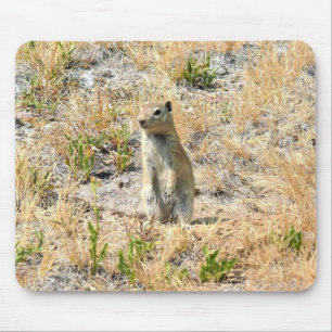 Prairie Dog in Yosemite, CA Muismat