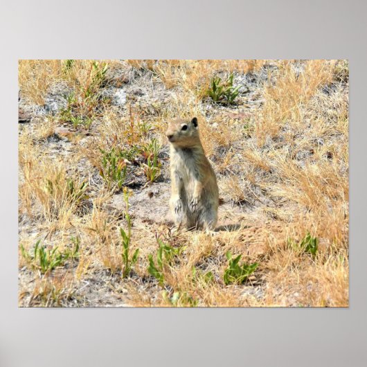 Prairie Dog in Yosemite, CA Poster (Voorkant)
