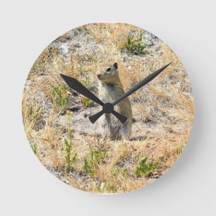 Prairie Dog in Yosemite, CA Ronde Klok