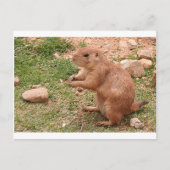 Prairie dog in zoo, Arizona, Verenigde Staten Briefkaart (Voorkant)