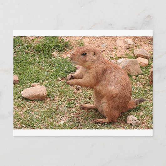 Prairie dog in zoo, Arizona, Verenigde Staten Briefkaart (Voorkant)