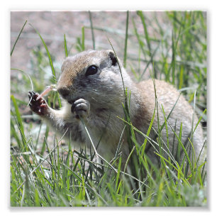 Prairie Dog Lunch Break Foto Afdruk