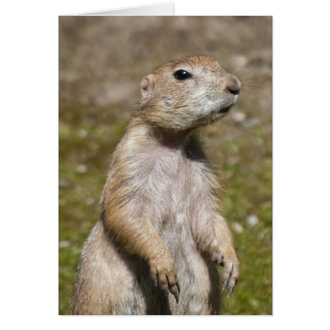 Prairie Dog met zwarte staart (Voorkant)