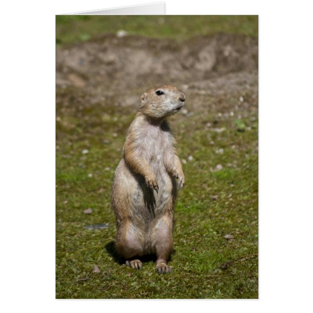 Prairie Dog met zwarte staart (Voorkant)