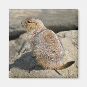 Prairie Dog met zwarte staart Magneet (Voorkant)