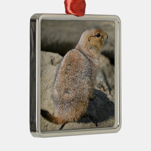 Prairie Dog met zwarte staart Metalen Ornament (Rechts)