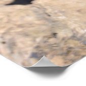 Prairie Dog met zwarte staart Poster (Hoek)