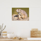 Prairie Dog met zwarte staart Poster (Keuken)
