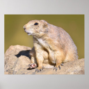 Prairie Dog met zwarte staart Poster