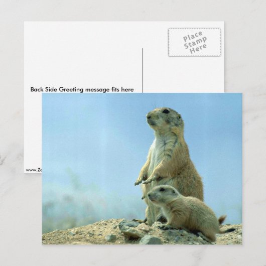 Prairie Dog moeder en Baby Briefkaart (Voorkant / Achterkant)