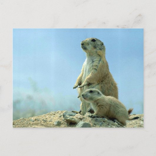 Prairie Dog moeder en Baby Briefkaart (Voorkant)