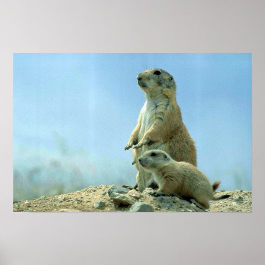 Prairie Dog moeder en Baby Poster (Voorkant)