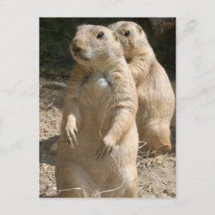 Prairie Dog Photo Briefkaart